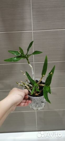 Орхидея Dendrobium hybr. x kingianum