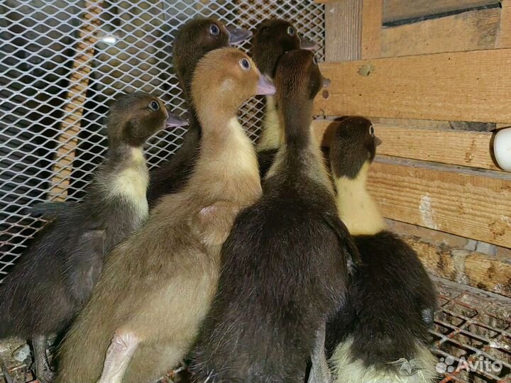 Мускусные утята