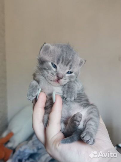 Шотландская