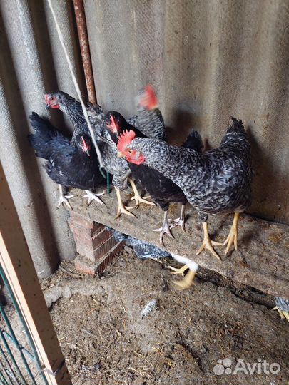 Молодые петухи