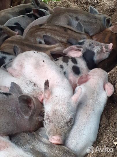 Поросята, хряк производитель, свиноматки