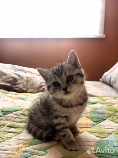 Шотландские котята