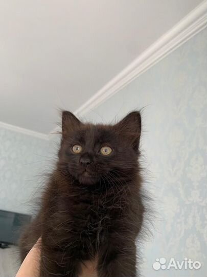 Котята в добрые руки бесплатно
