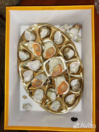 Морские ракушки