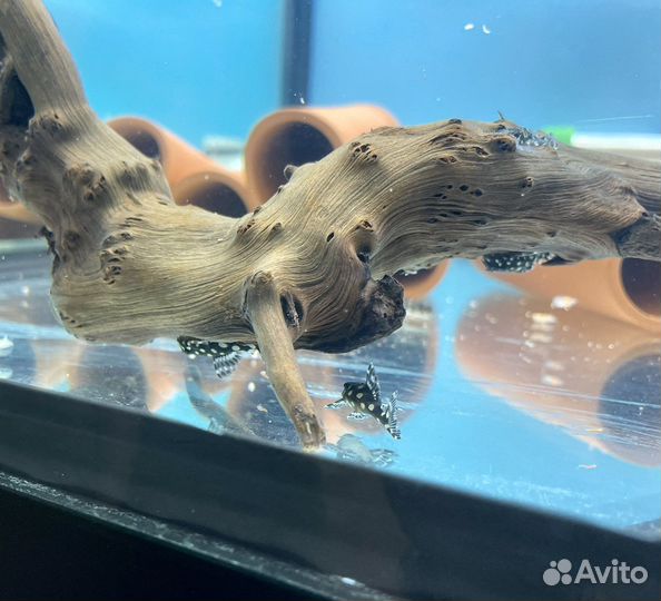 Номерные сомы L-201