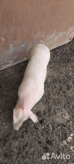 Молодой хряк на племя