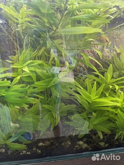 Аквариумные растения