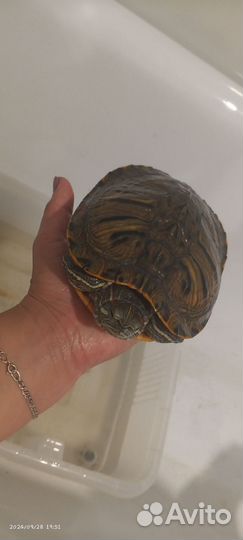 Красноухая черепаха