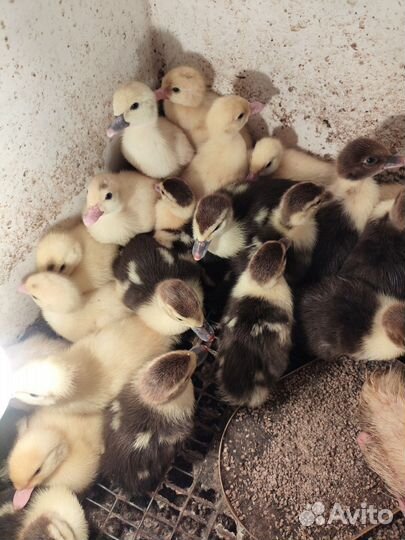 Индоутята, гусята