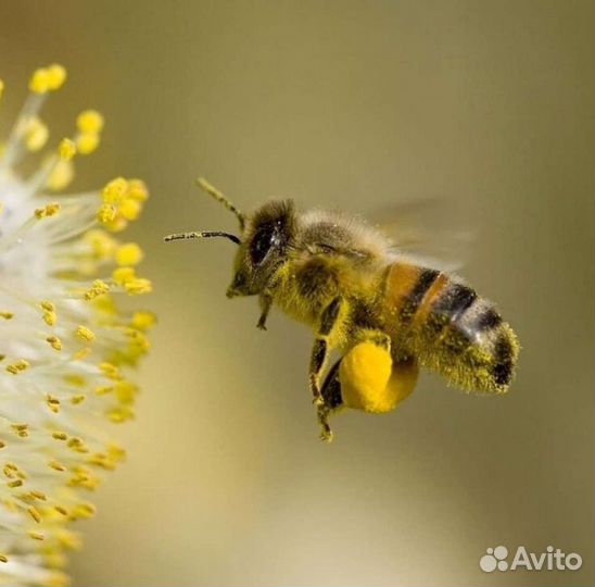 Пыльца пчелиная