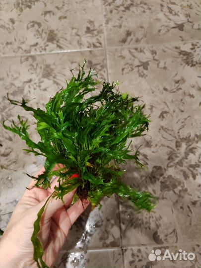 Аквариумные растения