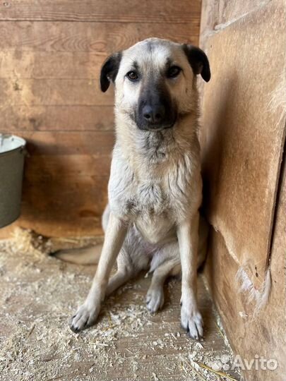 Молодая собака из приюта ищет дом