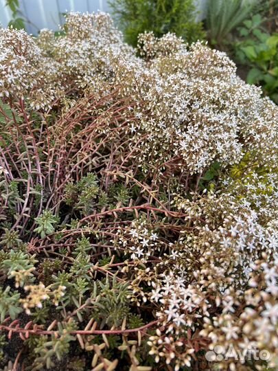 Очиток голубой, красный, зеленый