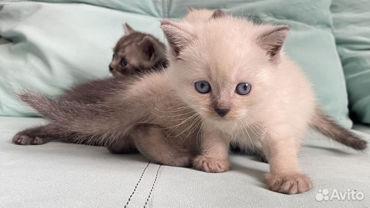 Британские котята