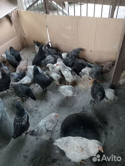 Куры молодки