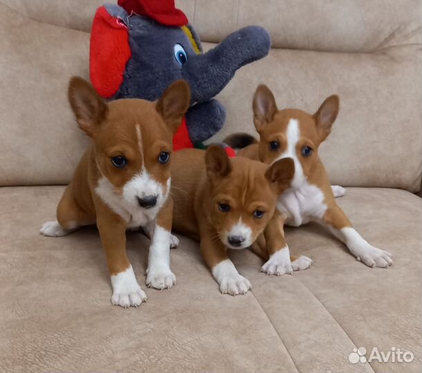 Басенджи, девочки И мальчики