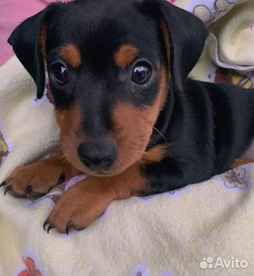 Цвергпинчер