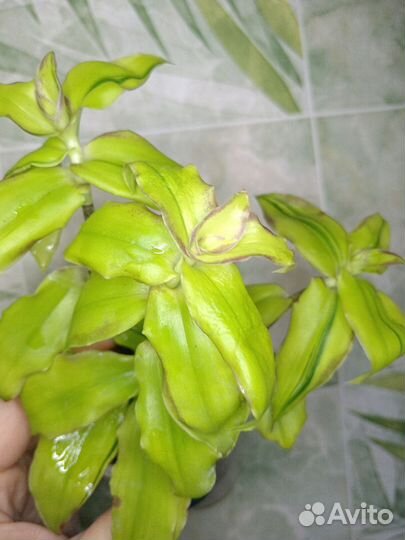 Костус, Эписция, Каллизия, Пеперомия