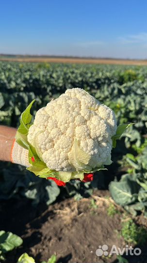 Цветная капуста оптом