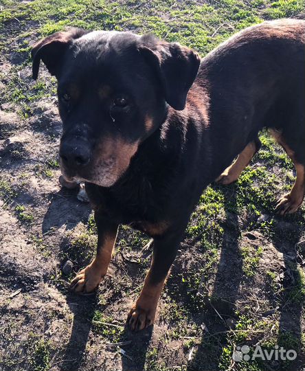 Метис ротвейлера в беде