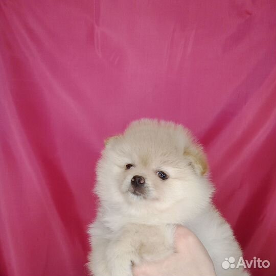 Щенки шпица