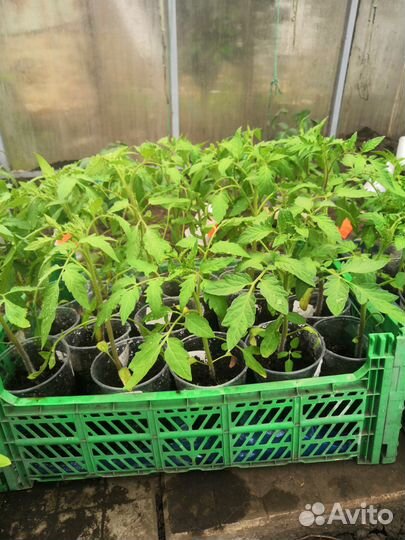 Рассада помидор