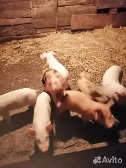 Продаю поросят
