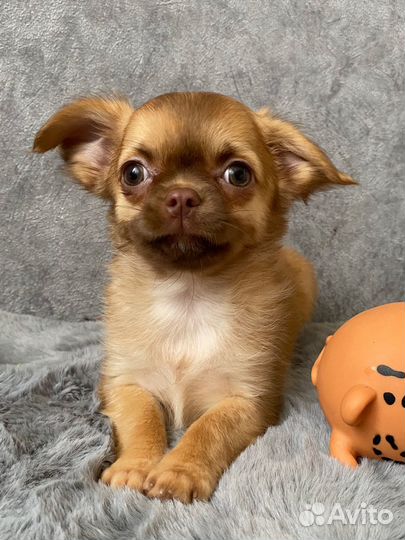 Щенки чихуа