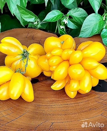 Семена сортовых томатов