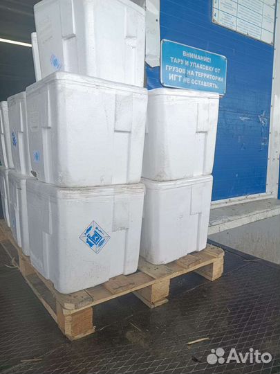 Икра горбуши, Путина 2023г