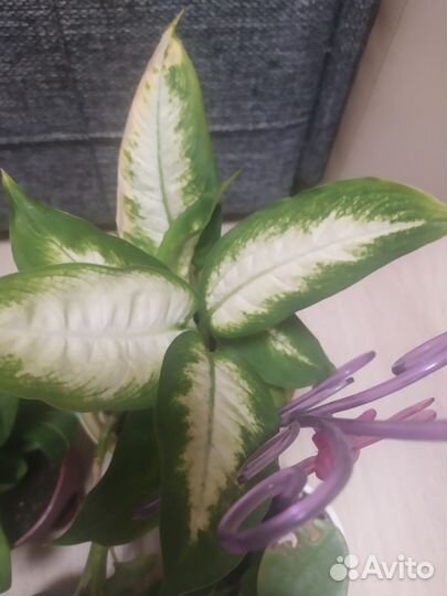 Комнатные растения