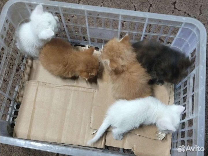 Отдам котят в добрые руки