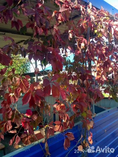 Девичий виноград