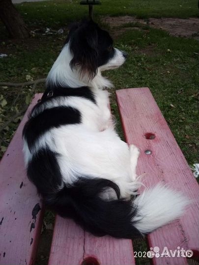 Собака вязка