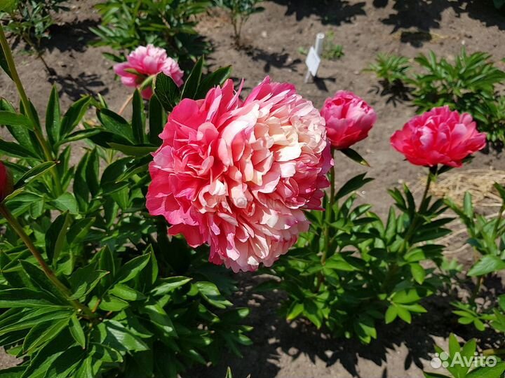 Пион Лорелей