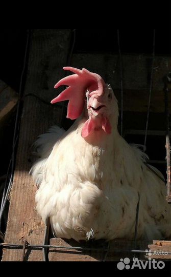 Куры для дома на 23-24сентября