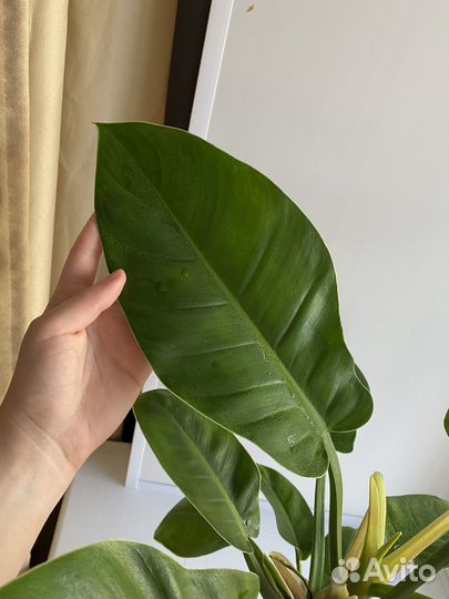 Филодендрон империал грин