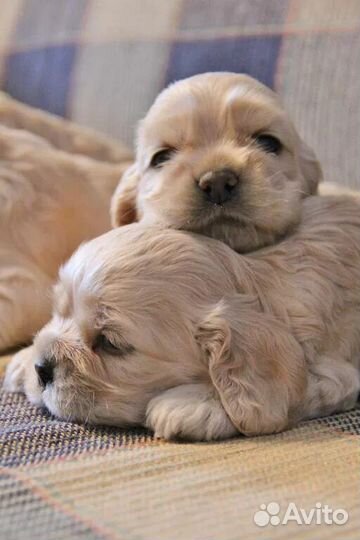 Американский спаниель