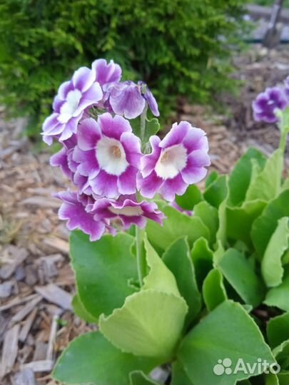 Примула ушковая