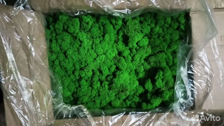 Стабилизированный мох