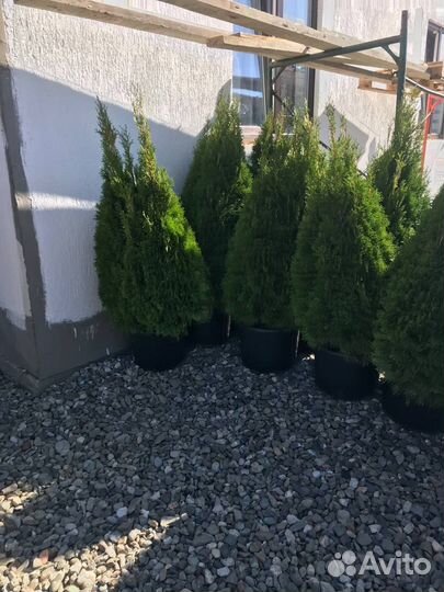 Туя Смарагд