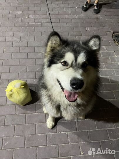 Шерсть Маламута