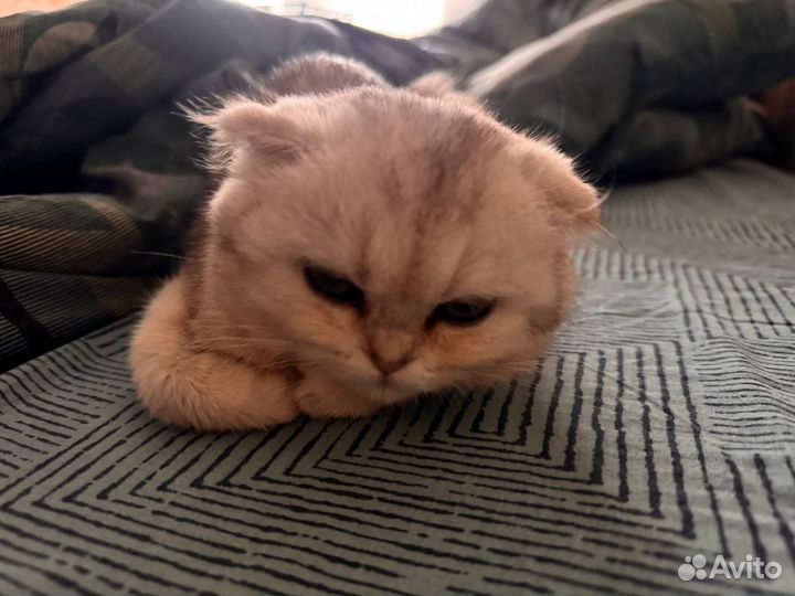 Скоттиш- Фолд (вислоухая)