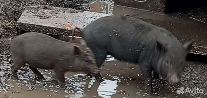 Порося свинки