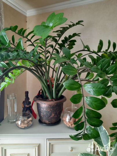 Замиокулькас