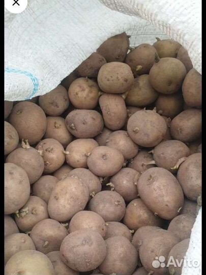 Семенной картофель