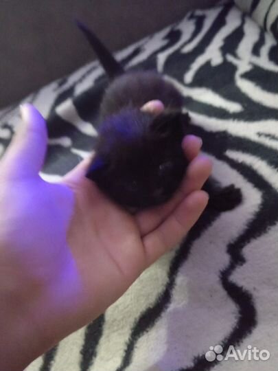 Котенок в добрые руки