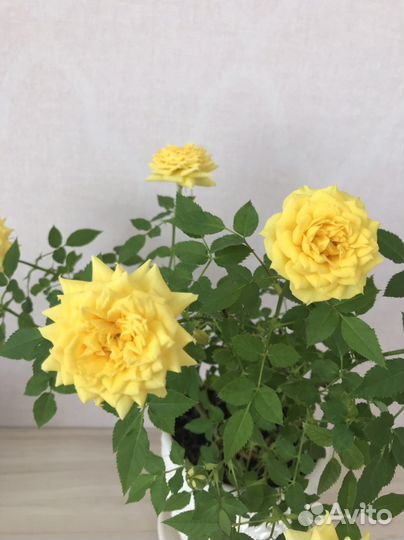 Роза чайная, Бальзамин новогвинейский