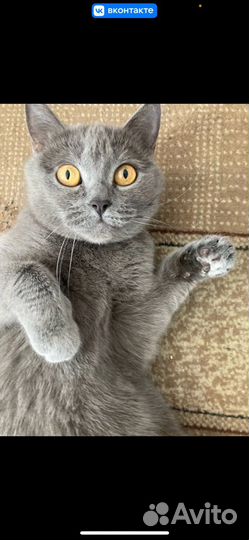 Шотландская прямоухая кошка