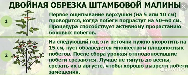 Малиновое дерево Таруса
